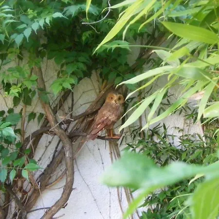 Апартаменты Kalamitsi Studios *