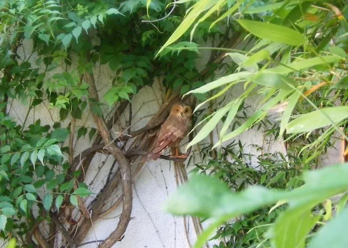 公寓 Kalamitsi Studios *